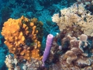 gal/Bonaire 2006/_thb_OrangePurpleSpongeandCoralCropped5x3.jpg